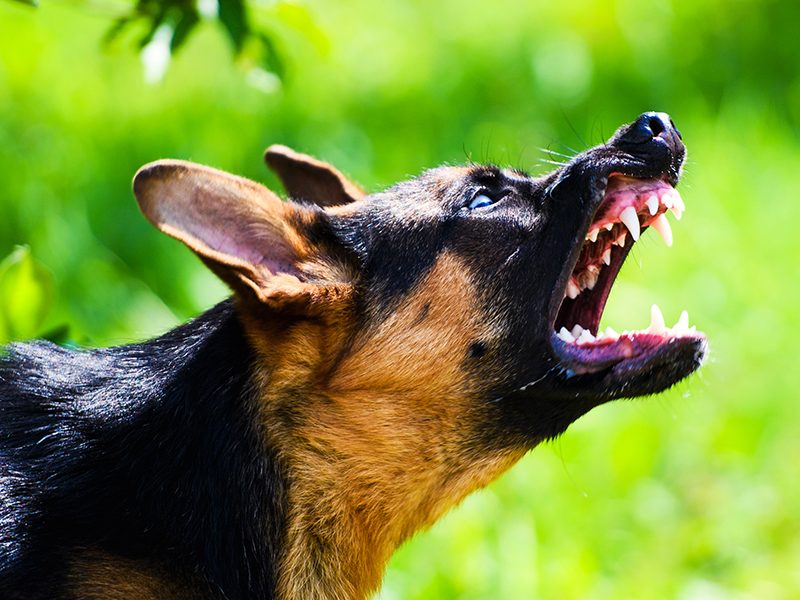 dog bites severity