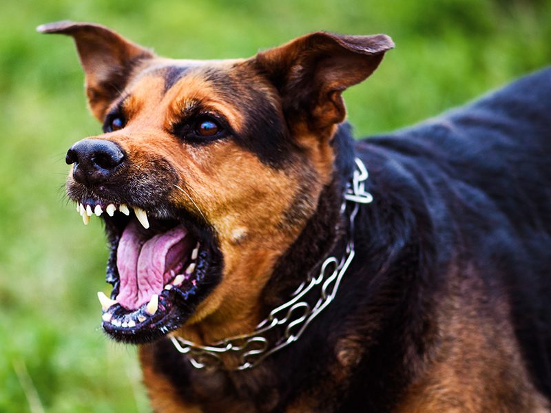 Dog Bite Lawyer