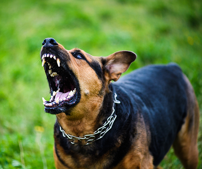 Dog Bite Lawyer Missisuaga