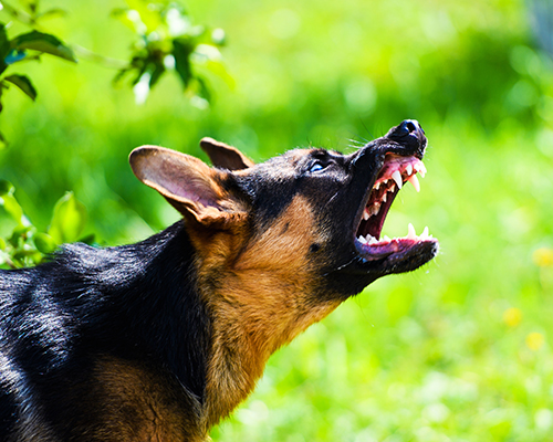Dog Bite Lawyer Hamilton
