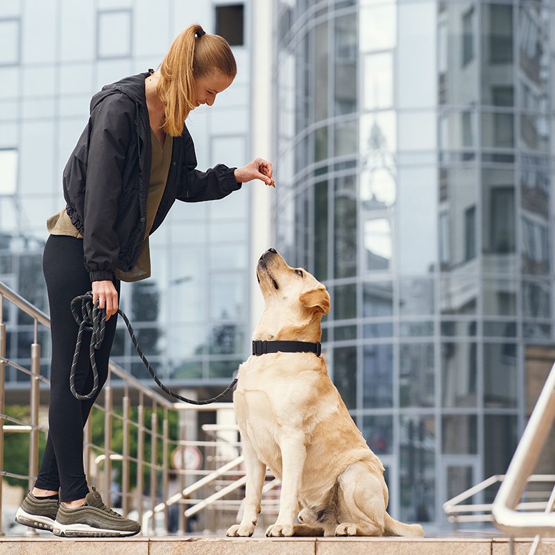 Dog Owner Liability Ontario