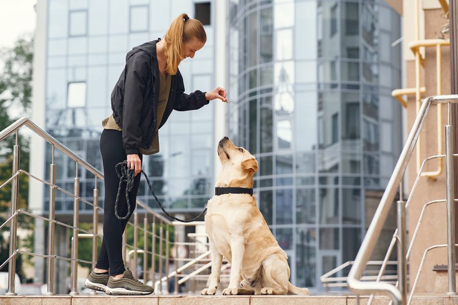 Dog Owner Liability Ontario