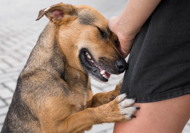 dog bite lawyer brampton