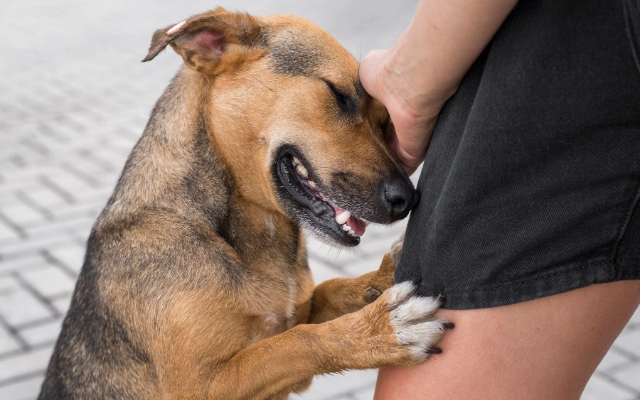 dog bite lawyer brampton