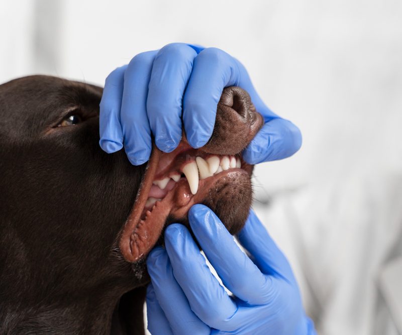 Dog Injury Attorney Missisuaga