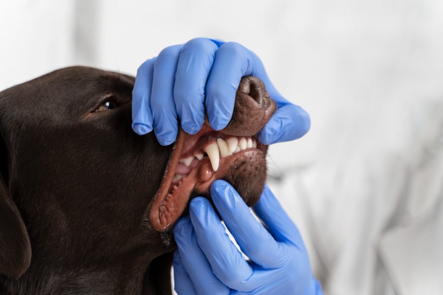 Dog Injury Attorney Missisuaga