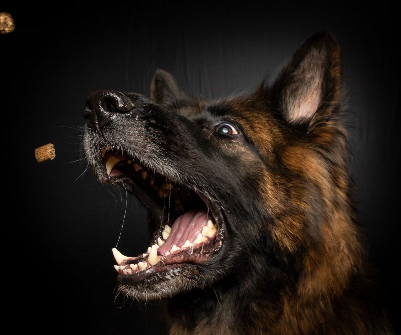 dog bite injury lawyer