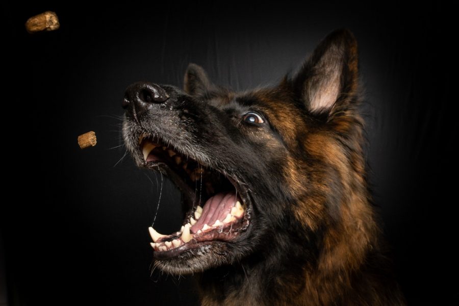 dog bite injury lawyer