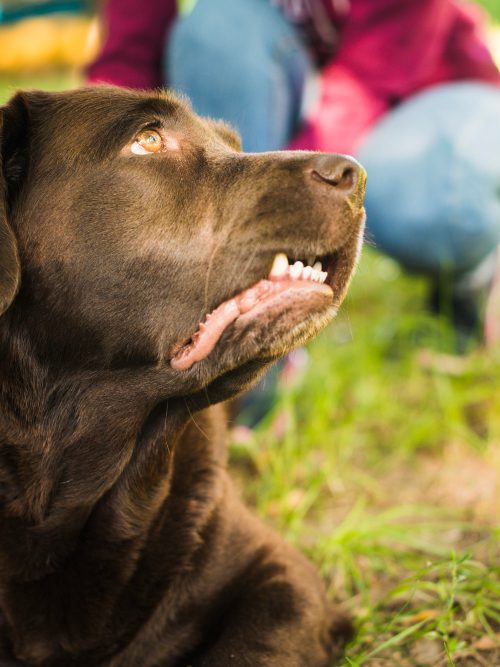 Dog Bite Lawyer Ontario