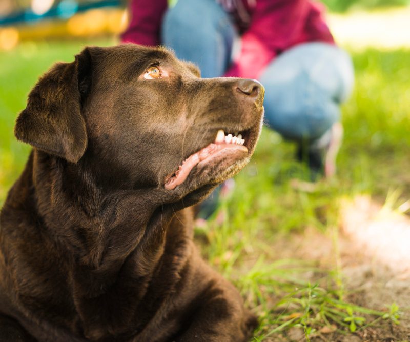 Dog Bite Lawyer Ontario