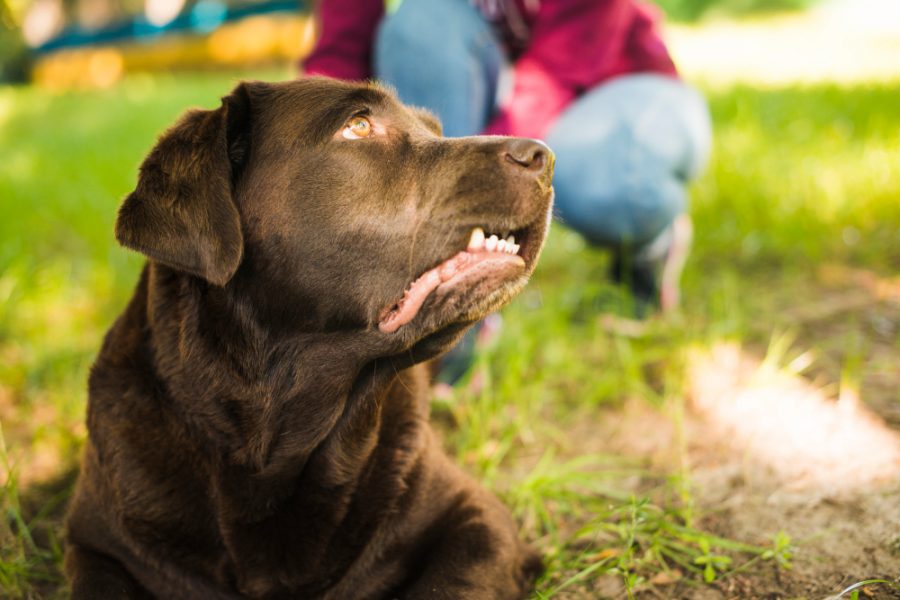 Dog Bite Lawyer Ontario
