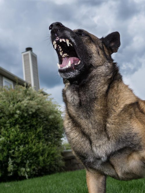 dog bite lawyer Barrie