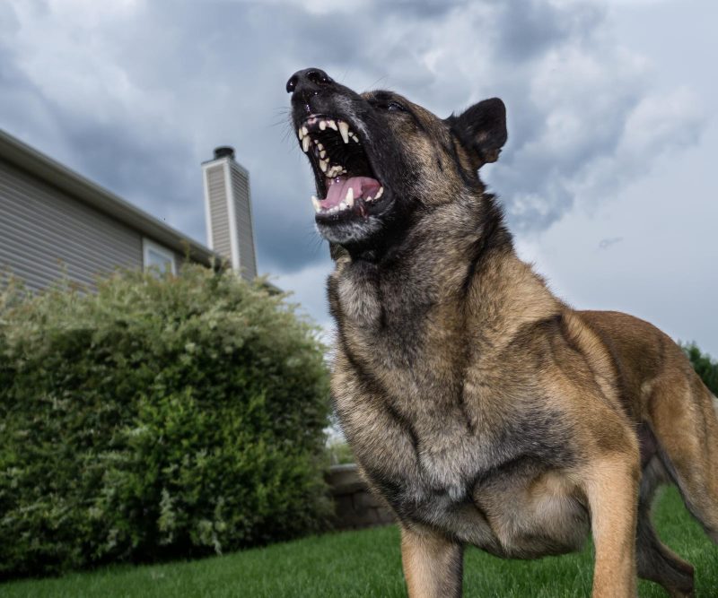 dog bite lawyer Barrie