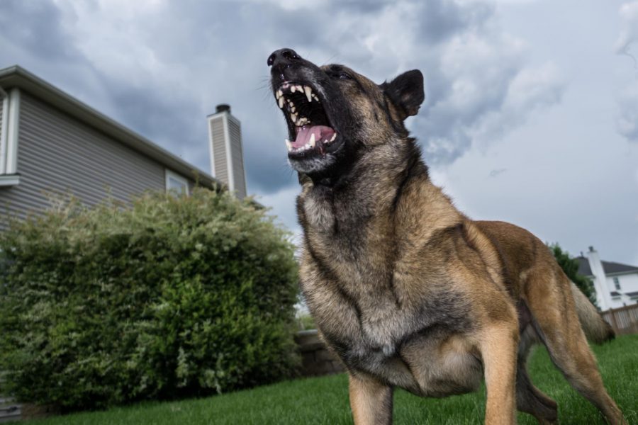 dog bite lawyer Barrie