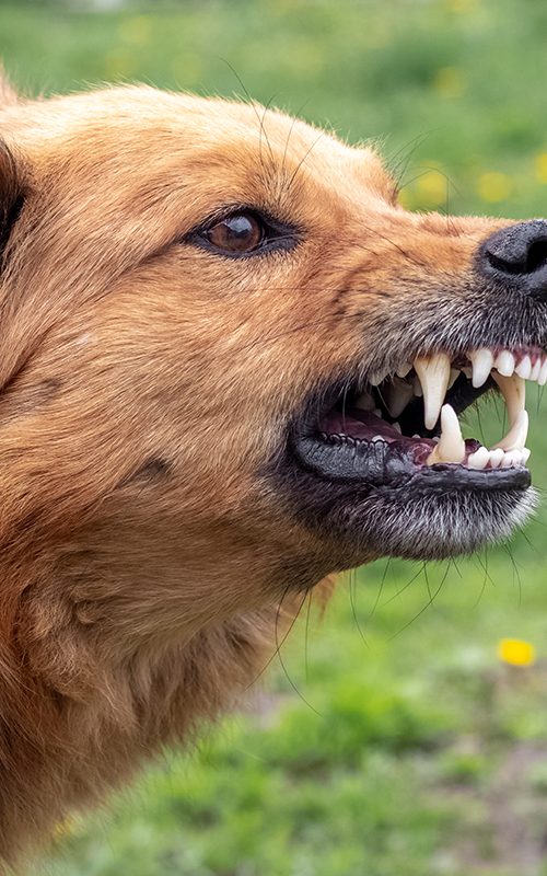 dog bite lawyer guelph