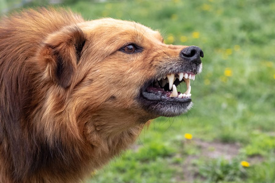 dog bite lawyer guelph